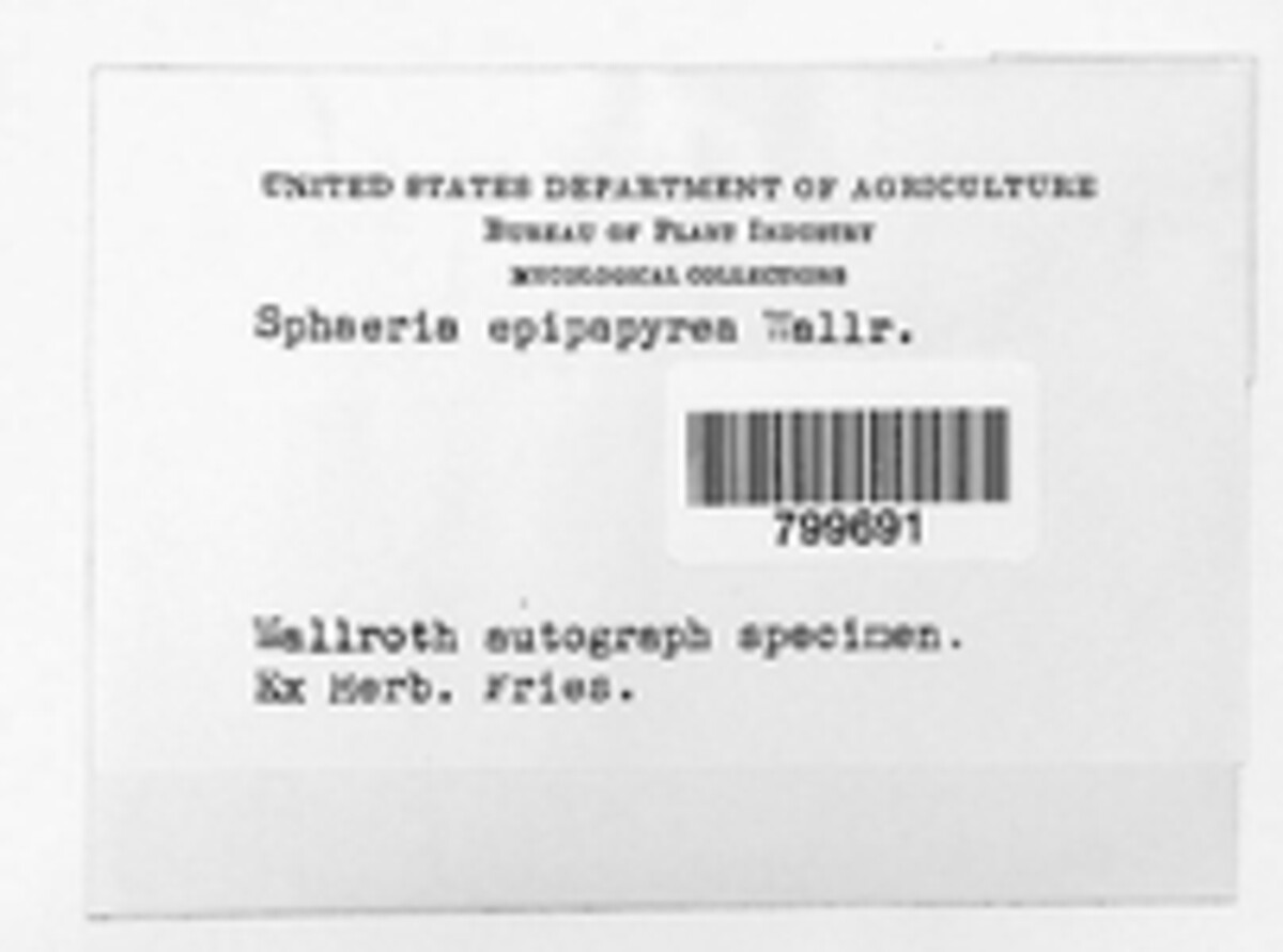 Sphaeria epipapyrea image